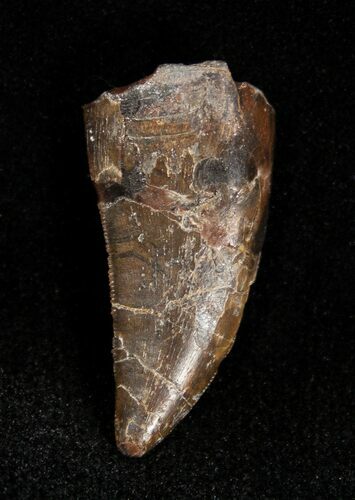 Inch Long Allosaurus Tooth - Dana Quarry #1335